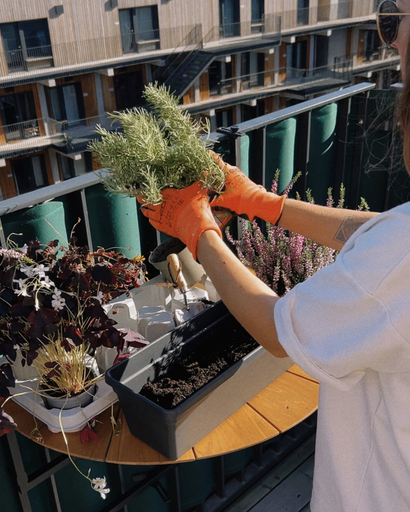 Autumn and winter balcony boxes