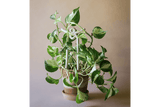 Folk Yuma ceramic plant stake