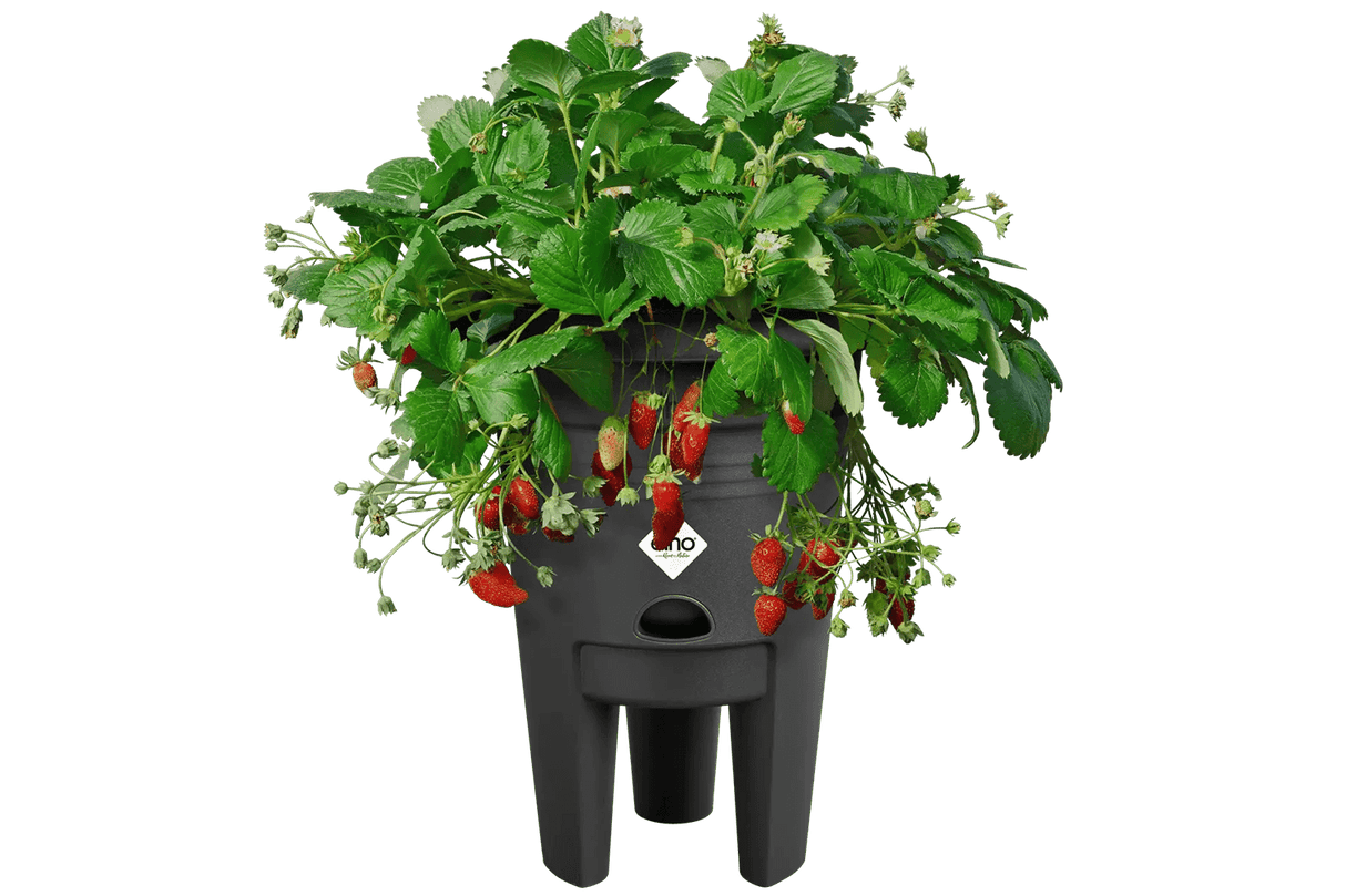 Green Basics strawberry pot Ø33 cm