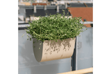 Uma balcony flower box