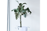Single hanging flowerpot