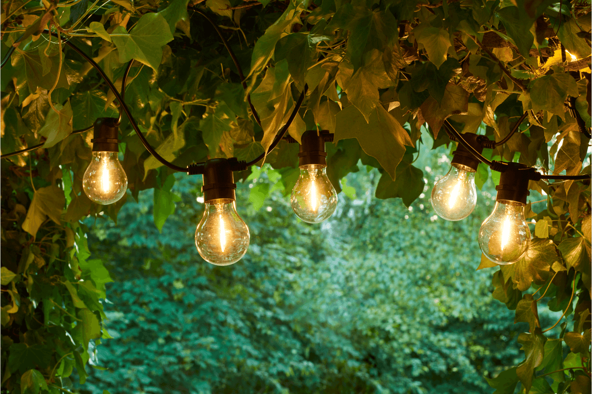 Tobias supplement kit 10 clear light bulbs